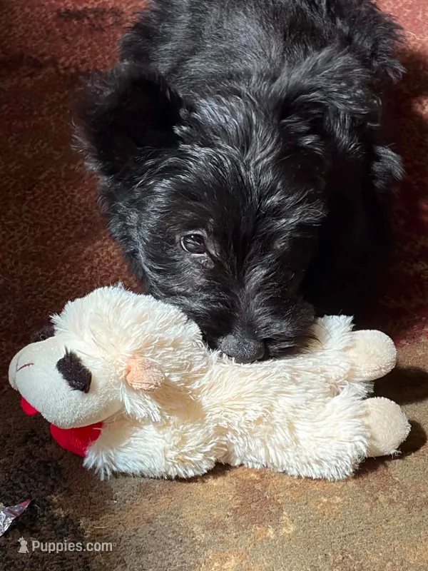 Joe – Scottish Terrier puppy for sale in Shirley, AR