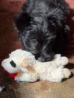 Joe, a male Scottish Terrier for sale in Shirley, AR – 1 of 2