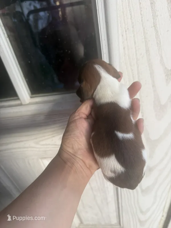 Jay – Miniature Dachshund puppy for sale in Shirley, AR