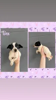Bex, a female Jack Russell Terrier and Chihuahua for sale in Shirley, AR – 2 of 2
