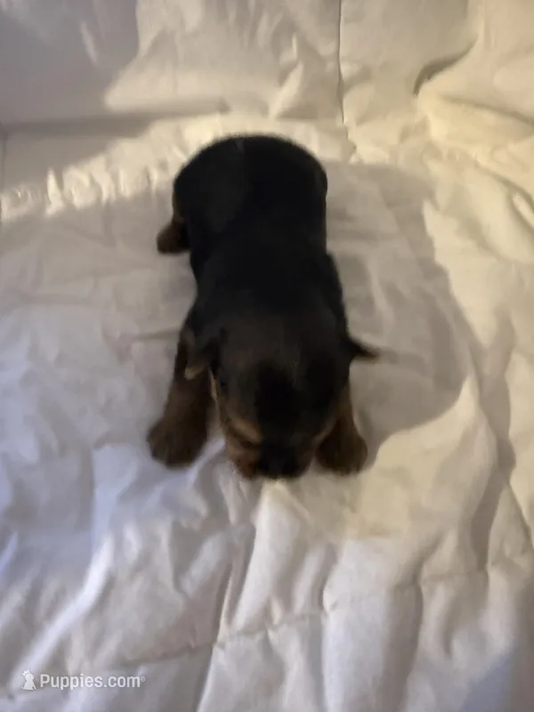 Vinny, a male Yorkshire Terrier for sale in Shirley, AR – Photo 1 of 3