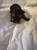 Vinny, a male Yorkshire Terrier for sale in Shirley, AR – Photo 3 of 3