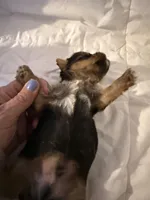 Vinny, a male Yorkshire Terrier for sale in Shirley, AR – Photo 2 of 3