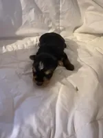 Viper , a male Yorkshire Terrier for sale in Shirley, AR – Photo 1 of 3