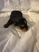 Viper , a male Yorkshire Terrier for sale in Shirley, AR – Photo 2 of 3