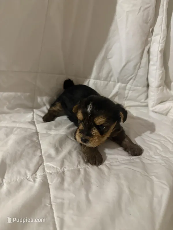 Viper  – Yorkshire Terrier puppy for sale in Shirley, AR