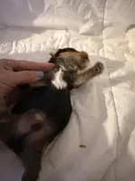 Viper , a male Yorkshire Terrier for sale in Shirley, AR – Photo 3 of 3