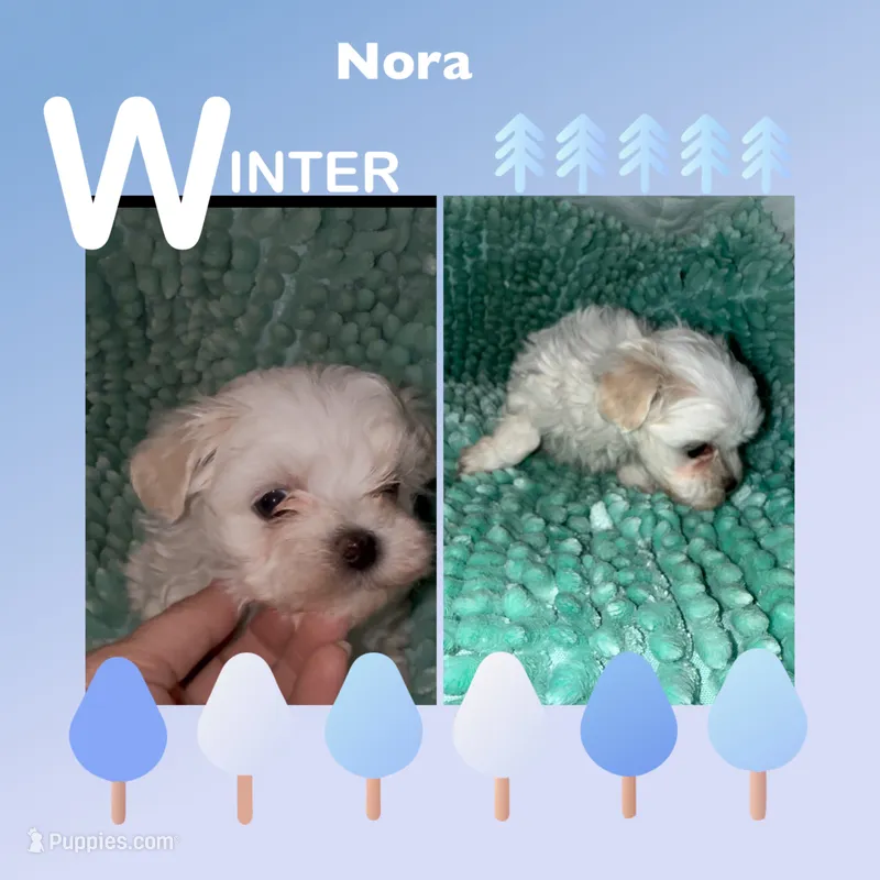 Nora