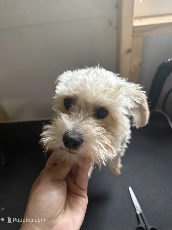 Buster  – Poodle - Toy , Morkie puppy for sale in Shirley, AR