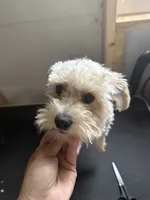 Buster , a male Poodle - Toy  and Morkie for sale in Shirley, AR – 1 of 2