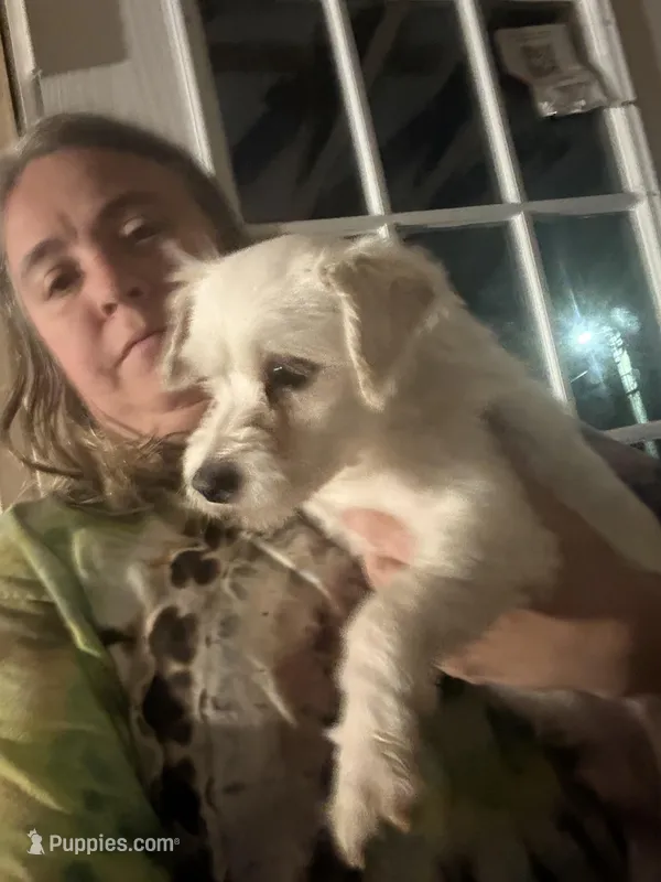 Sprout , a male Maltese for sale in Shirley, AR – Photo 1 of 1