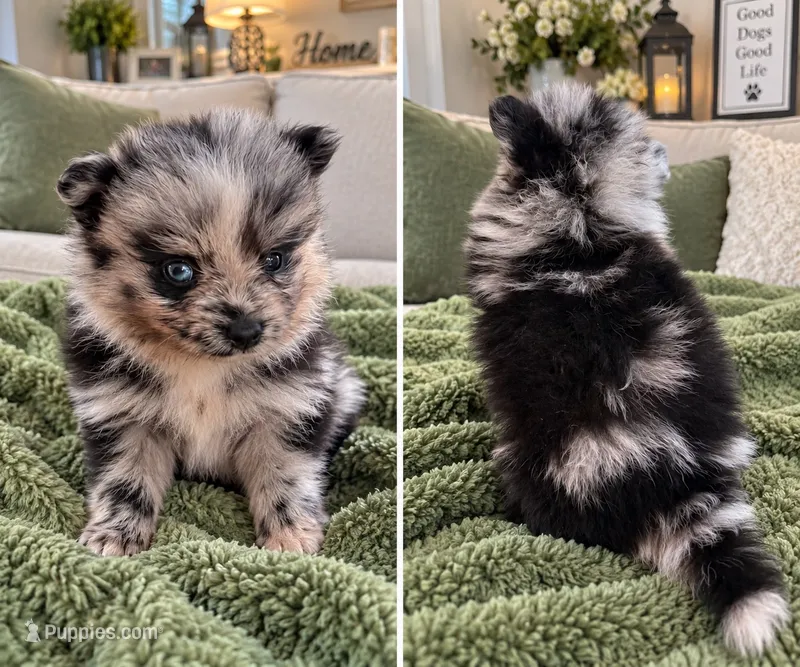 Diego  – Pomeranian puppy for sale in Shirley, AR