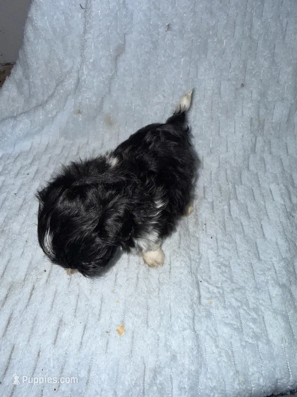 Dolly  – Pekingese, Shih Tzu puppy for sale in Shirley, AR