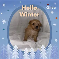 Olive, a female Pomapoo for sale in Shirley, AR – Photo 2 of 2