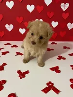 Olive, a female Pomapoo for sale in Shirley, AR – Photo 1 of 2