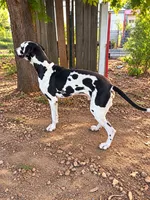 Striker/Buddy, a male Great Dane for sale in Shirley, AR – 2 of 2