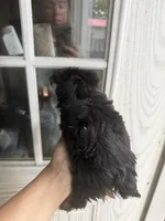 Brandy , a female Yorkshire Terrier for sale in Shirley, AR – 2 of 2