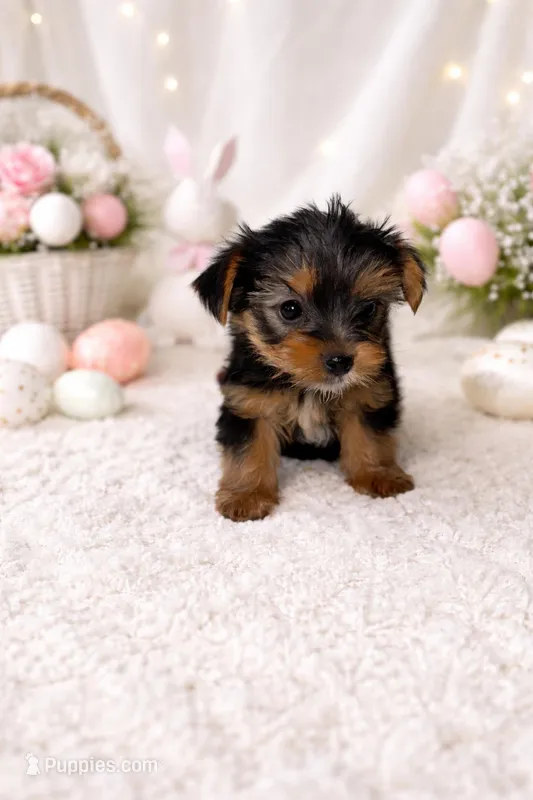 Vasco  – Yorkshire Terrier puppy for sale in Shirley, AR