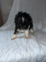 Dolly , a female Pekingese and Shih Tzu for sale in Shirley, AR – 3 of 3