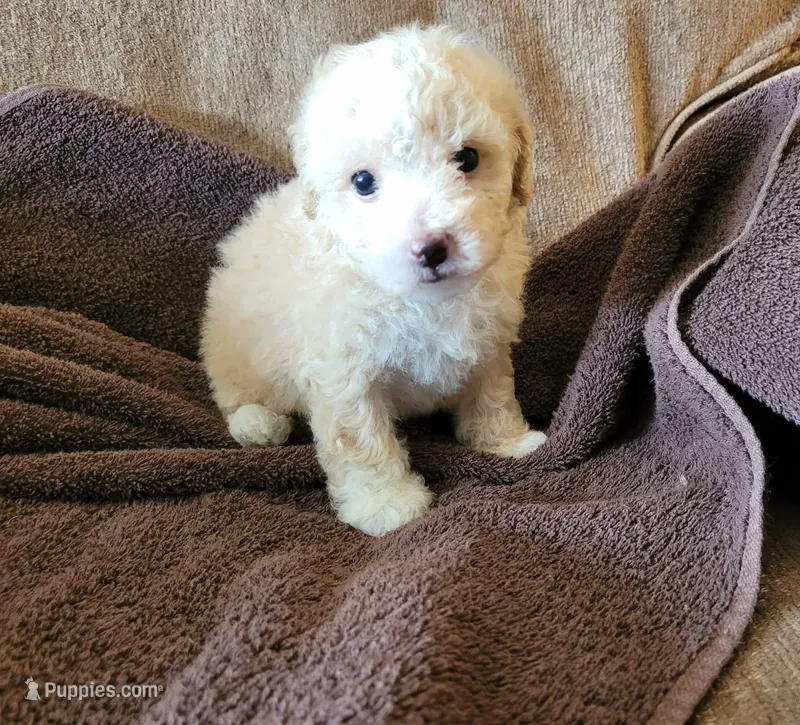 Zeek  – Poodle - Toy , Poodle - Miniature  puppy for sale in Shirley, AR
