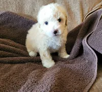 Zeek , a male Poodle - Toy  and Poodle - Miniature  for sale in Shirley, AR – 1 of 1