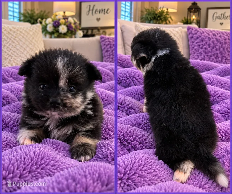 Daiquiri  – Pomeranian puppy for sale in Shirley, AR