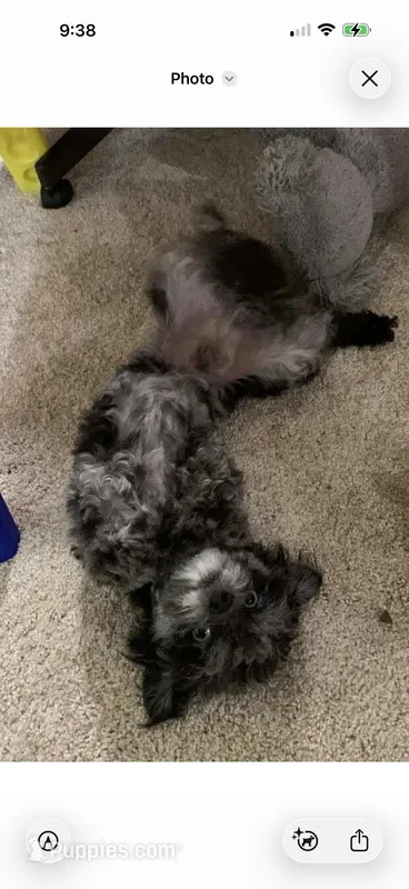 Charlie , a male Chipoo for sale in Shirley, AR – Photo 1 of 1