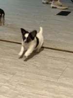 Gizmo, a male Chihuahua for sale in Shirley, AR – Photo 2 of 3