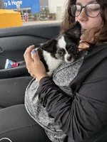 Gizmo, a male Chihuahua for sale in Shirley, AR – Photo 1 of 3