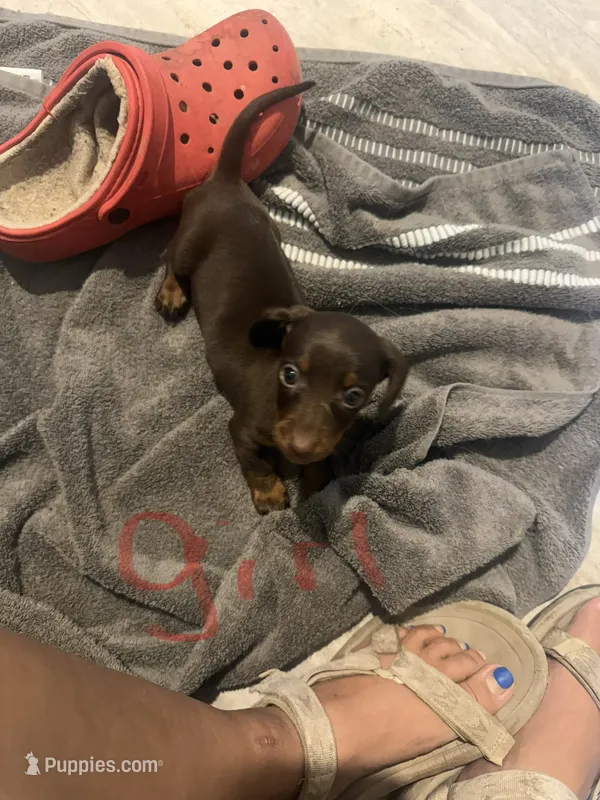 Shiloh  – Miniature Dachshund puppy for sale in Shirley, AR