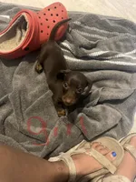 Shiloh , a female Miniature Dachshund for sale in Shirley, AR – 1 of 4