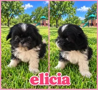 Elicia  , a female Pekingese and Shih Tzu for sale in Shirley, AR – 1 of 1
