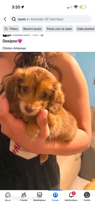 Sheba  – Doxiepoo puppy for sale in Shirley, AR