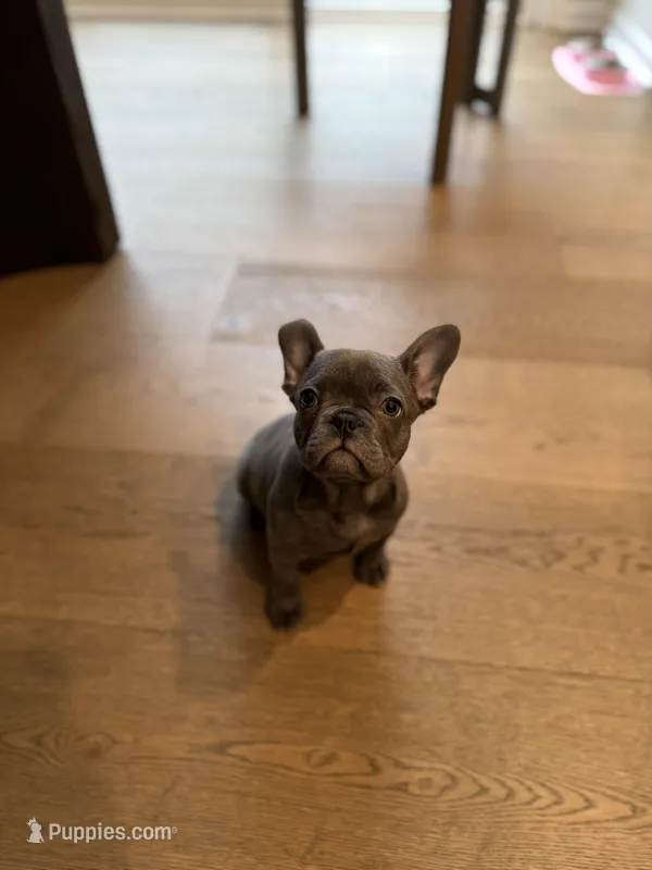 Scarlett , a female French Bulldog for sale in West Bloomfield, MI – Photo 1 of 1