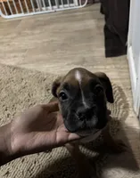 Mocha, a female Boxer for sale in St. Louis, MO – Photo 2 of 2