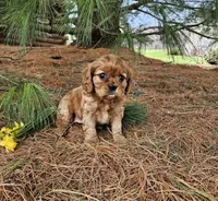 Blossom, a female Cavalier King Charles Spaniel for sale in Williamsburg, PA – Photo 3 of 7