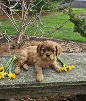 Blossom, a female Cavalier King Charles Spaniel for sale in Williamsburg, PA – Photo 1 of 7