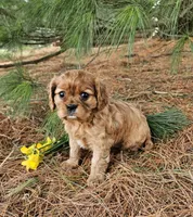 Blossom, a female Cavalier King Charles Spaniel for sale in Williamsburg, PA – Photo 5 of 7