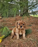 Blossom, a female Cavalier King Charles Spaniel for sale in Williamsburg, PA – Photo 4 of 7