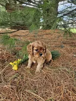 Blossom, a female Cavalier King Charles Spaniel for sale in Williamsburg, PA – Photo 7 of 7