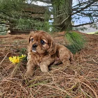 Blossom, a female Cavalier King Charles Spaniel for sale in Williamsburg, PA – Photo 6 of 7