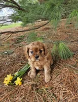Blossom, a female Cavalier King Charles Spaniel for sale in Williamsburg, PA – Photo 2 of 7