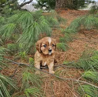 Sporty, a male Cavalier King Charles Spaniel for sale in Williamsburg, PA – Photo 2 of 3