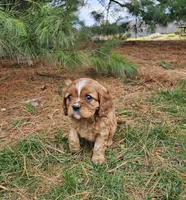 Sporty, a male Cavalier King Charles Spaniel for sale in Williamsburg, PA – Photo 1 of 3