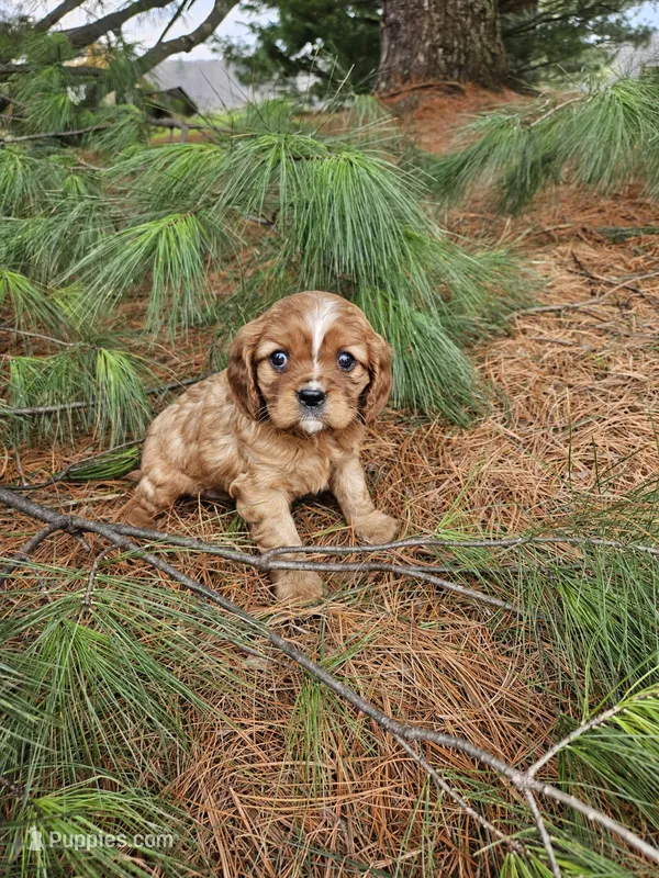 Sporty – Cavalier King Charles Spaniel puppy for sale in Williamsburg, PA