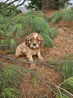 Sporty, a male Cavalier King Charles Spaniel for sale in Williamsburg, PA – Photo 3 of 3