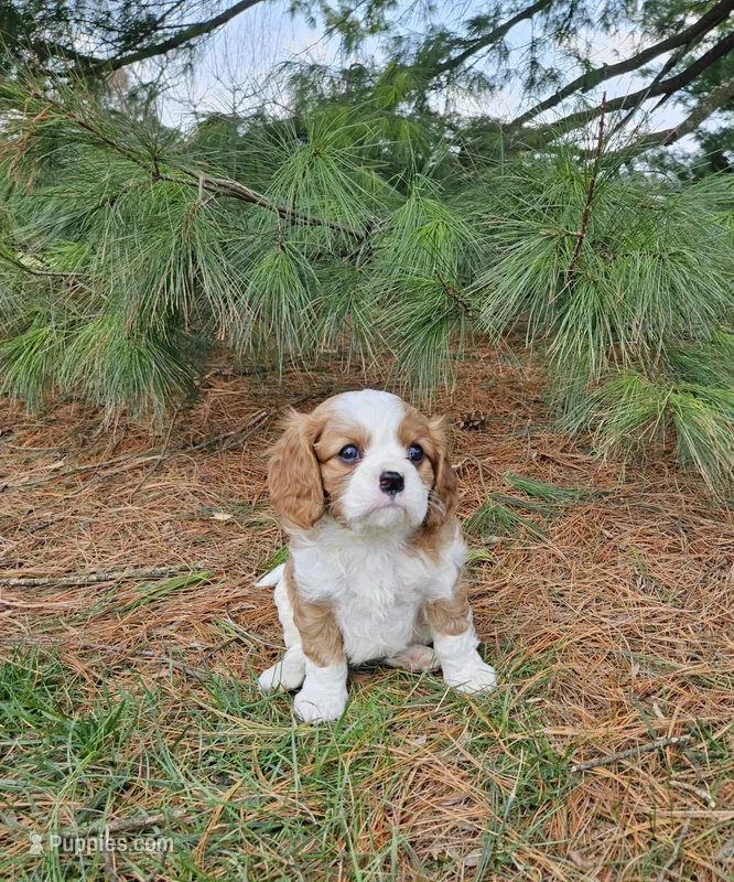 Springer – Cavalier King Charles Spaniel puppy for sale in Williamsburg, PA