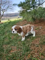 Springer, a male Cavalier King Charles Spaniel for sale in Williamsburg, PA – Photo 4 of 4
