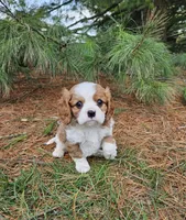 Springer, a male Cavalier King Charles Spaniel for sale in Williamsburg, PA – Photo 2 of 4