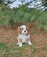 Springer, a male Cavalier King Charles Spaniel for sale in Williamsburg, PA – Photo 3 of 4